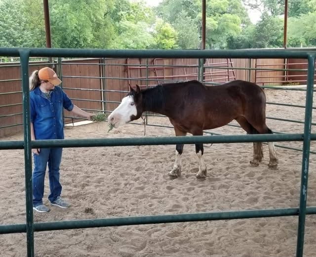 Lessons from the Round Pen: Trust Is Deposited, Not Demanded