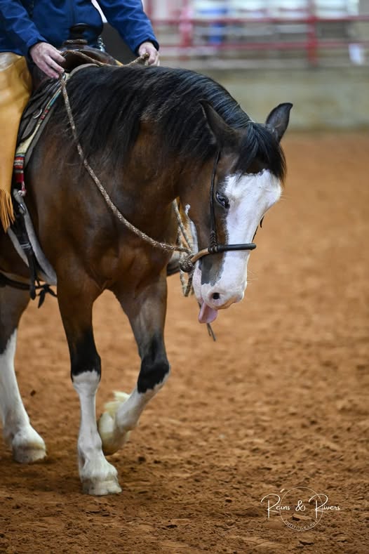 A Weekend at the Stock Horse of Texas World Show: My Notebook Reflections…