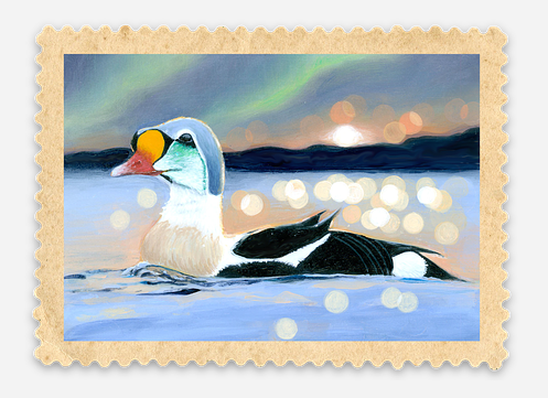 King Eider Duck Stamp Sticker (SHIPS BETWEEN OCT 8-10)