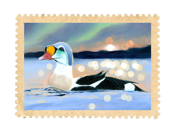 King Eider 11×14 Pearl Linen Art Print (SHIPPING BEGINS AFTER OCT 7)