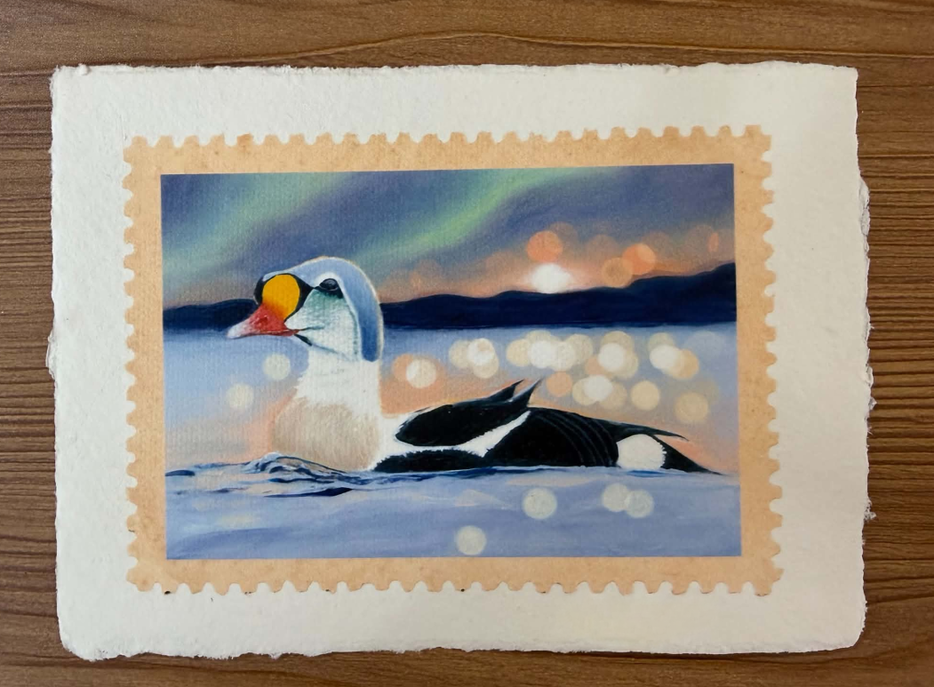 King Eider 4×6 Signed Art Print